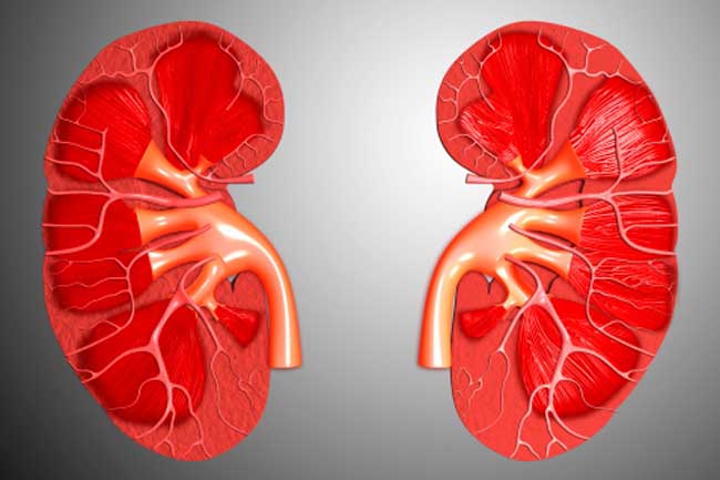 Cross-section of human kidney.